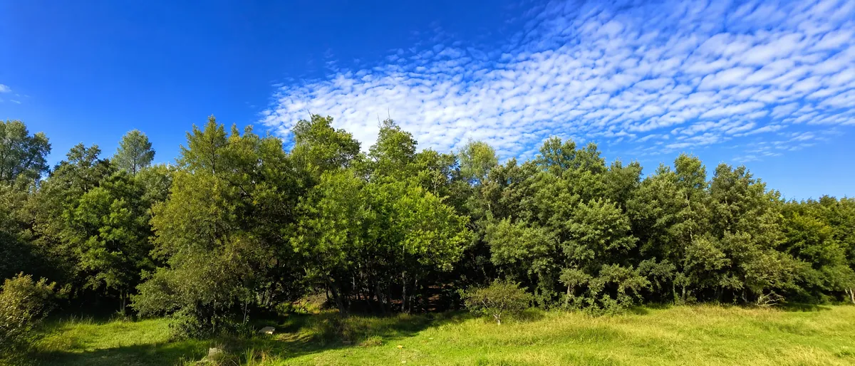 Bosque de árboles nativos bajo un cielo azul