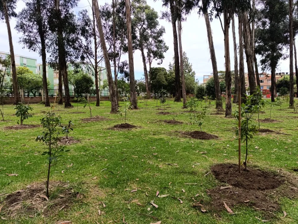 Árboles jóvenes recién sembrados en una zona verde urbana, entre eucaliptos altos