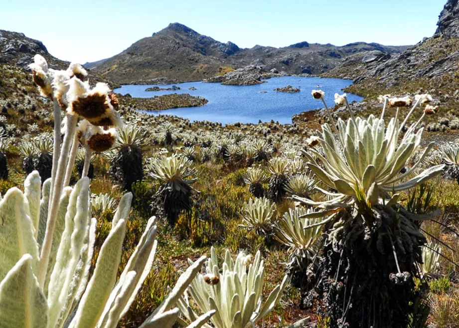 Frailejones frente a una laguna de páramo rodeada de montañas